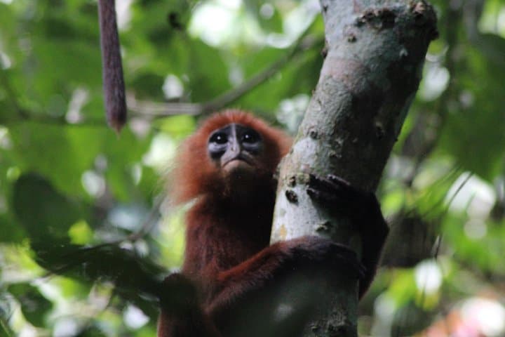 Tanjung Bulat Jungle Camp: 3-Day Kinabatangan Wildlife & Gomantong Cave Experience