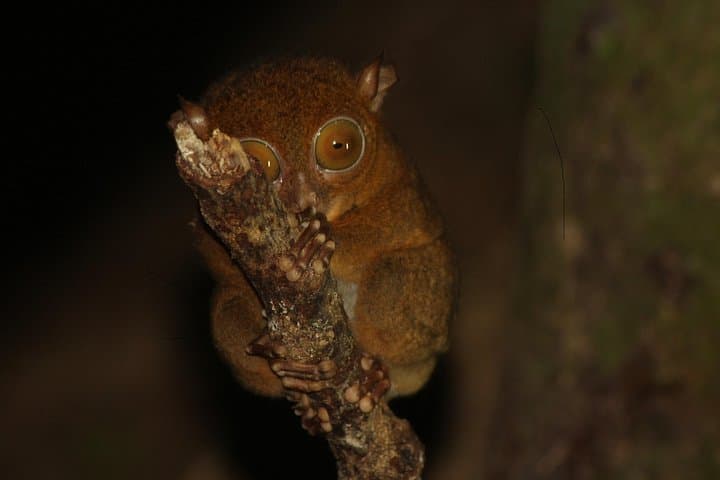 Tanjung Bulat Jungle Camp: 3-Day Kinabatangan Wildlife & Gomantong Cave Experience photo 3
