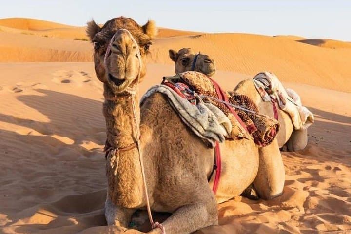 Private Desert Safari in Oman — Wahiba Sands & Wadi Bani Khalid Day trip photo 3