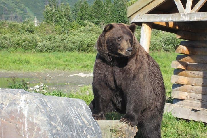 Turnagain Arm Shuttle to Alaska Wildlife Conservation Center — Express Guide