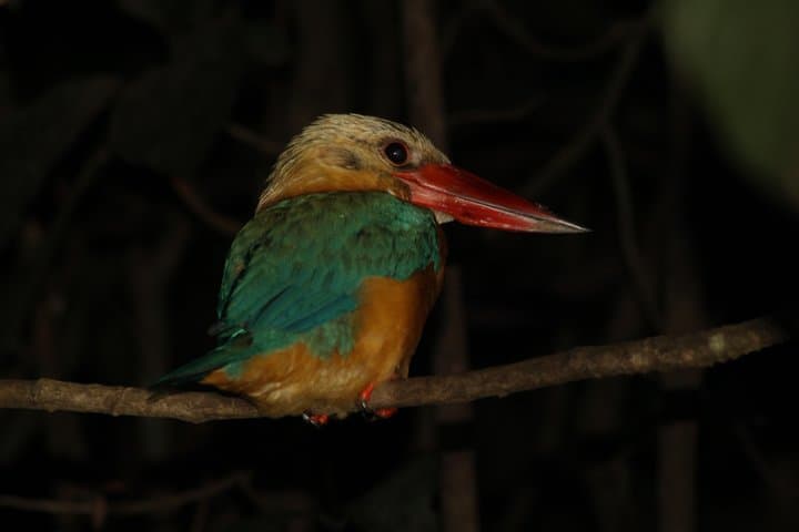 3D2N Tanjung Bulat Jungle Camp: Kinabatangan Wildlife Immersion photo 6