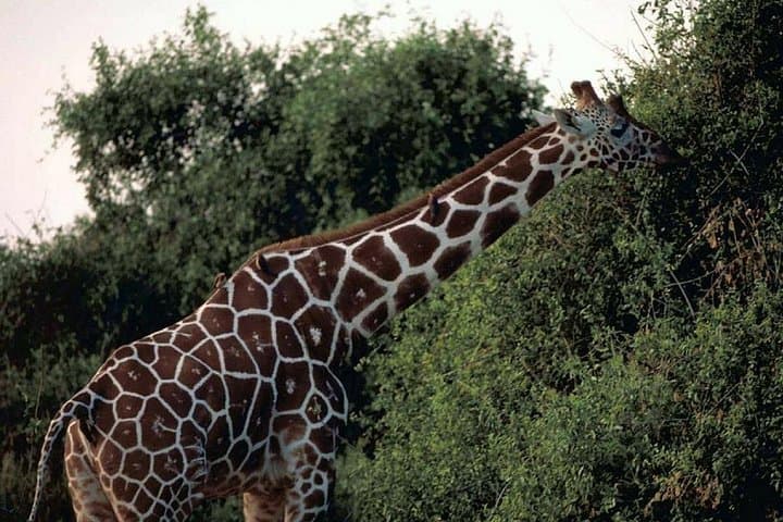 3-Day Meru National Park Safari: Remote Wildlife, Rivers & Birding photo 2