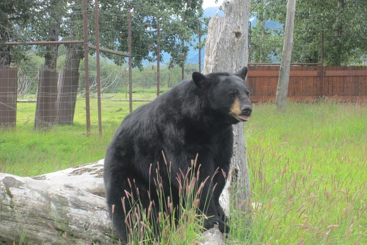 Turnagain Arm & Alaska Wildlife Center Day Trip with Alyeska Tram