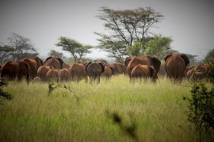 3-Day Meru National Park Safari: Remote Wildlife, Rivers & Birding photo 3