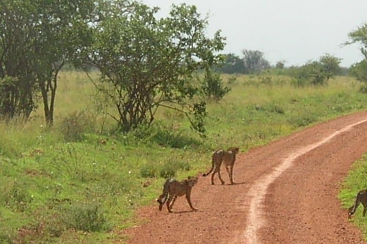 3-Day Meru National Park Safari: Remote Wildlife, Rivers & Birding photo 4