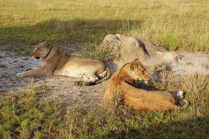 2-Day Queen Elizabeth National Park Safari — Game Drives & Kazinga Channel Boat Cruise