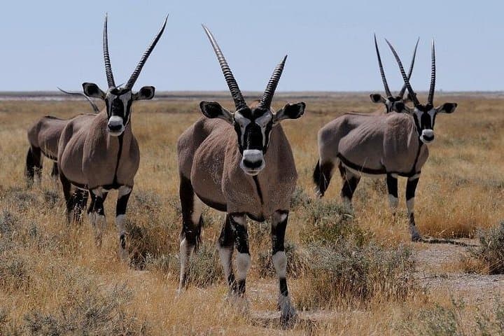 Mombasa to Masai Mara: 3-Day Air Safari for Big Five and Migration Viewing photo 2
