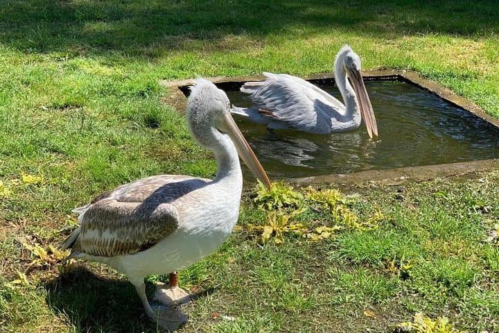 Karavasta Lagoon Boat Trip from Tirana — See Dalmatian Pelicans in Albania
