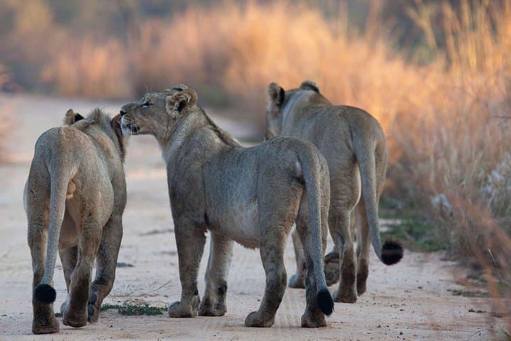 Mikumi National Park Day Trip from Zanzibar: Fly-In Game Drive photo 2