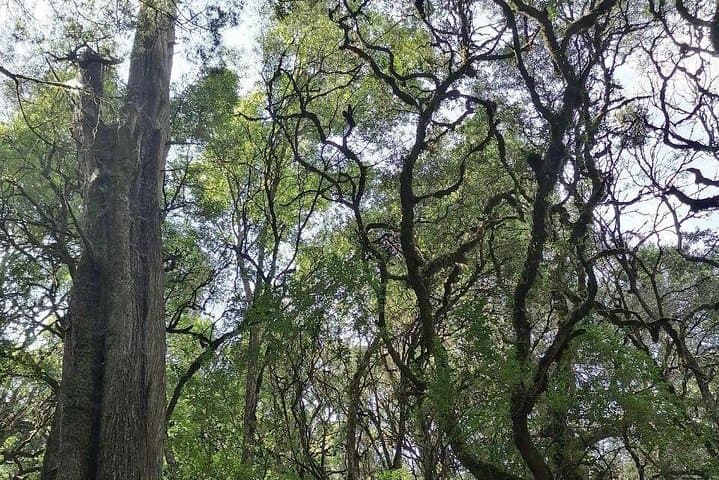 Exploring Menagesha Suba Forest Park: Day Hike & Birdwatching from Addis Ababa