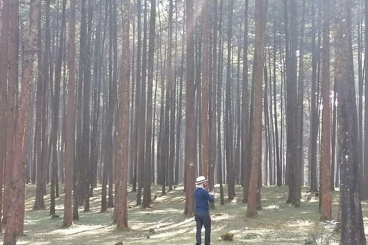 Exploring Menagesha Suba Forest Park: Day Hike & Birdwatching from Addis Ababa photo 2