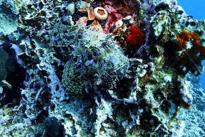 Snorkel the Athenian Riviera: Guided Coastal Snorkeling Tour from Athens photo 4