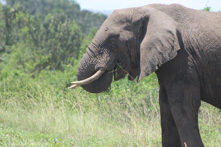 13-Day Wildlife Safari in Uganda: Murchison, Kibale, Queen Elizabeth & Bwindi photo 1