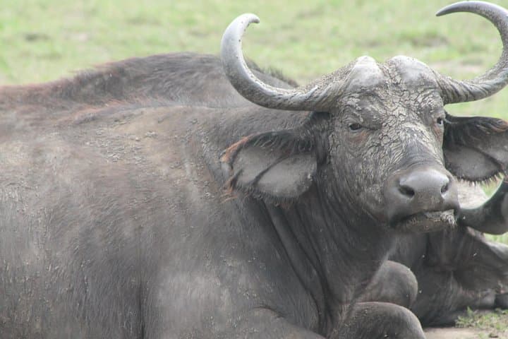 7-Day Uganda Wildlife Safari: Kidepo, Pian Upe & Murchison Falls photo 2