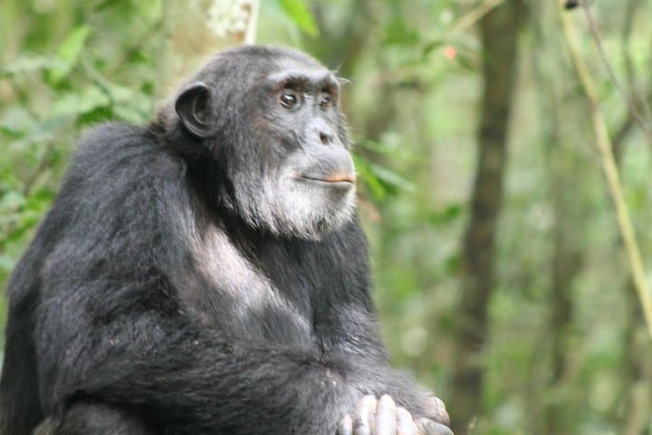 7-Day Murchison Falls to Bwindi: Chimp & Gorilla Trekking Safari in Uganda photo 3