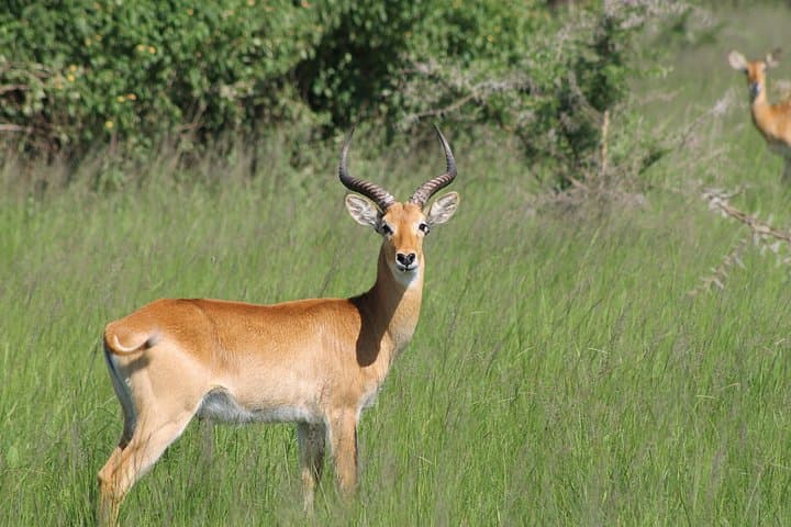 13-Day Wildlife Safari in Uganda: Murchison, Kibale, Queen Elizabeth & Bwindi photo 4