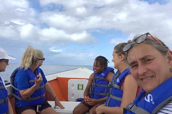Dominica Whale & Dolphin Cruise from Roseau — Sperm Whales Year-Round photo 3
