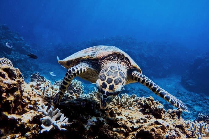3-Day Sri Lanka Wildlife & Coast Tour: Yala Safari, Mirissa Whales & Turtle Rescue