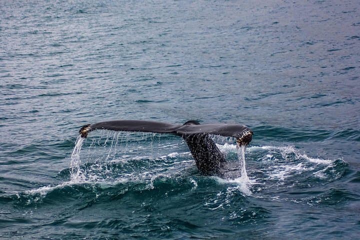 Splendid Ceylon: A Seven-Day Circuit Through Sri Lanka’s Highlands, Wildlife and Coast photo 5