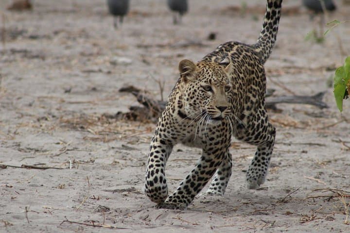 3-Day Sri Lanka Wildlife & Coast Tour: Yala Safari, Mirissa Whales & Turtle Rescue photo 2