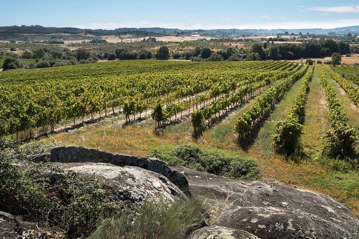 Premium Private Dão Wine Tour: 2 Wineries, Cheese Tasting & Lunch from Porto
