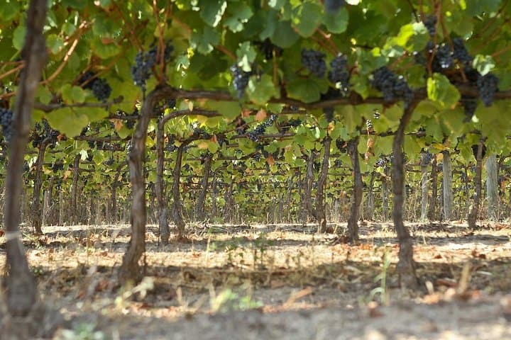 Premium Private Dão Wine Tour: 2 Wineries, Cheese Tasting & Lunch from Porto photo 2