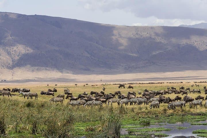 Ngorongoro Crater Day Trip: Wildlife-Rich Safari into Africa’s Largest Intact Caldera