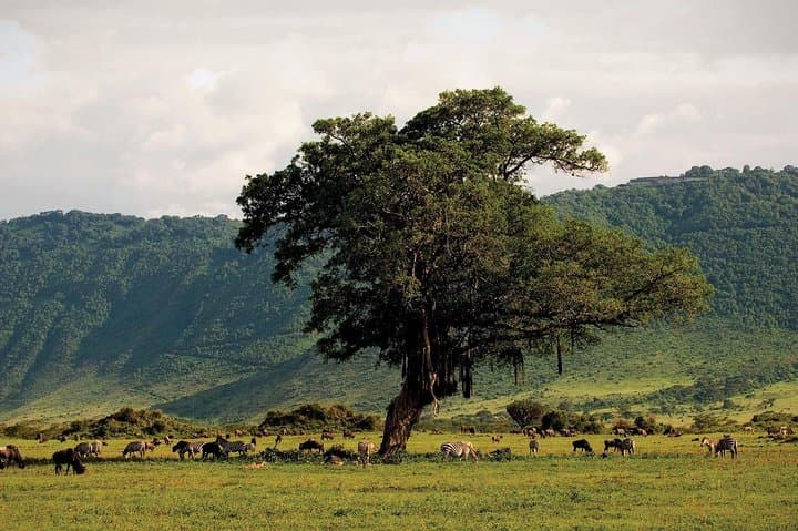 Ngorongoro Crater Day Trip: Wildlife-Rich Safari into Africa’s Largest Intact Caldera photo 2