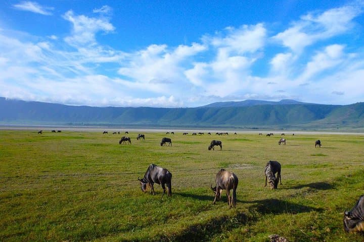 Ngorongoro Crater Day Trip: Wildlife-Rich Safari into Africa’s Largest Intact Caldera photo 3