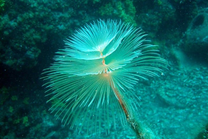 Day Diving Trip to Hvar & Brač from Tucepi — 2 Dives on the Makarska Riviera photo 2