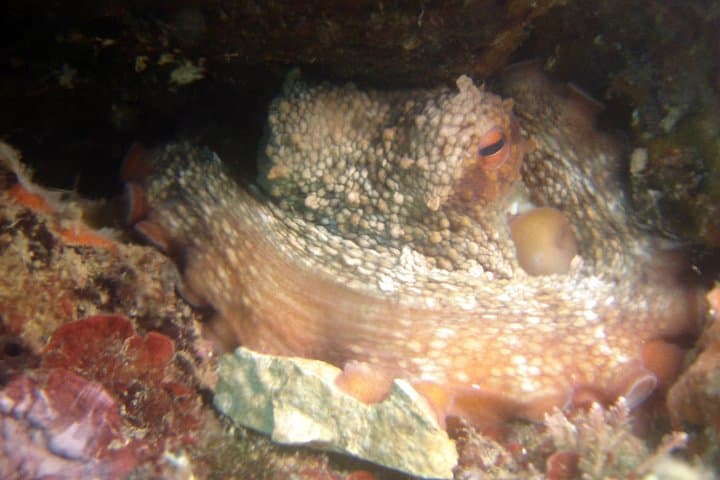 Day Diving Trip to Hvar & Brač from Tucepi — 2 Dives on the Makarska Riviera photo 5