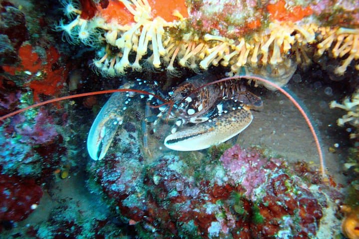 Day Diving Trip to Hvar & Brač from Tucepi — 2 Dives on the Makarska Riviera photo 6