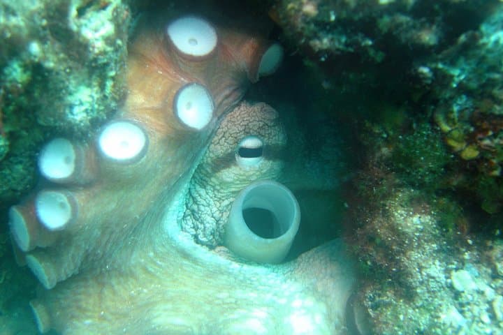 Day Diving Trip to Hvar & Brač from Tucepi — 2 Dives on the Makarska Riviera photo 3