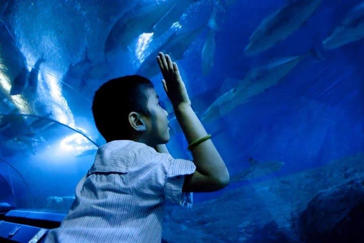 Underwater World Pattaya: A Practical Guide to the Aquarium Experience
