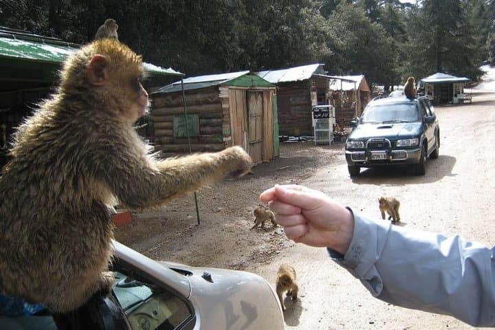 Middle Atlas Day Trip From Fez: Ifrane, Azrou Cedar Forest & Barbary Apes photo 3