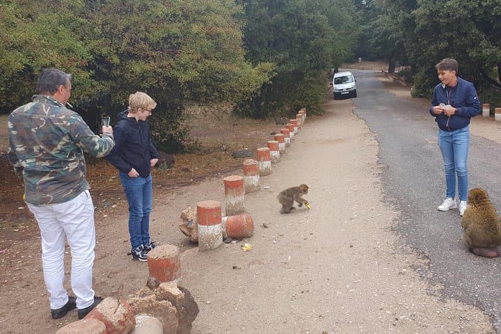 Middle Atlas Day Trip From Fez: Ifrane, Azrou Cedar Forest & Barbary Apes photo 4
