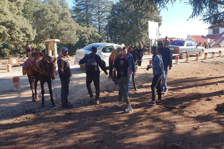 Middle Atlas Day Trip From Fez: Ifrane, Azrou Cedar Forest & Barbary Apes photo 2