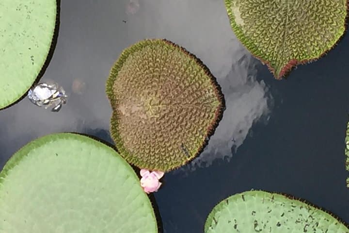 Amazon Jungle Experience from Manaus — 2-Day Overnight with Dolphins, Caimans & Pirarucu photo 4