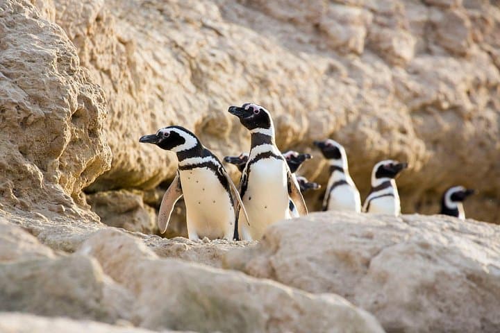 Visiting Estancia San Lorenzo — Walk Among 600,000 Magellanic Penguins at Peninsula Valdés photo 2