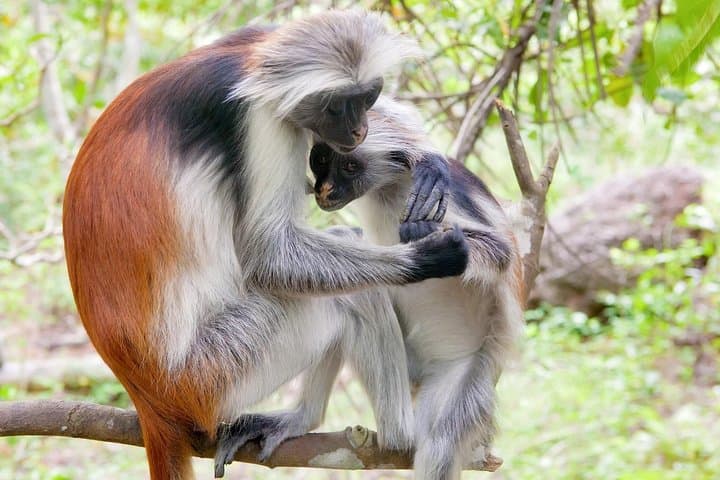 Jozani Forest Tour: Red Colobus Monkeys & Mangrove Boardwalks in Zanzibar