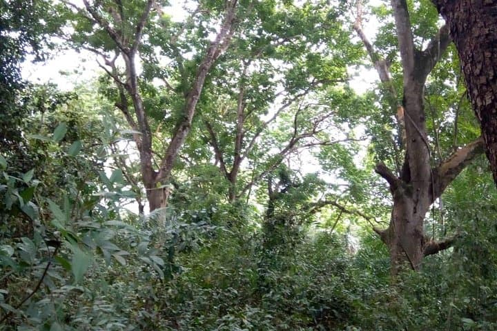 Jozani Forest Tour: Red Colobus Monkeys & Mangrove Boardwalks in Zanzibar photo 2