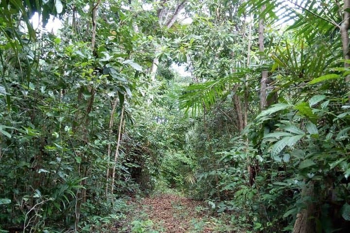 Jozani Forest Tour: Red Colobus Monkeys & Mangrove Boardwalks in Zanzibar photo 3