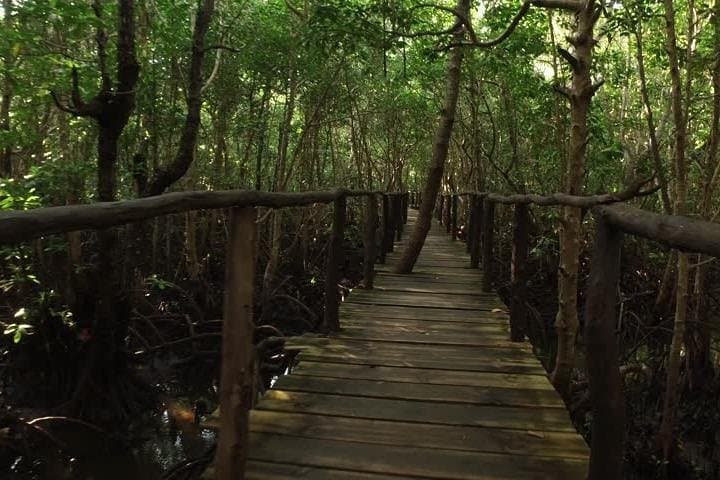 Jozani Forest Tour: Red Colobus Monkeys & Mangrove Boardwalks in Zanzibar photo 4