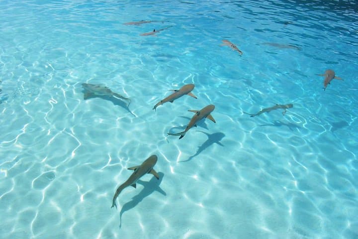 Bora Bora Eco Snorkel Cruise: Sharks, Rays and Coral Garden Lagoon Guide photo 5