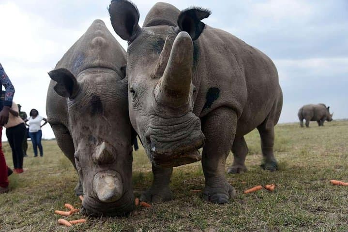 3-Day Masai Mara Joining Safari from Nairobi — Wildebeest Migration & Big Five Game Drives photo 3