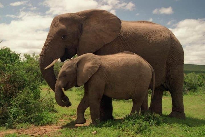 3-Day Masai Mara Joining Safari from Nairobi — Wildebeest Migration & Big Five Game Drives photo 2