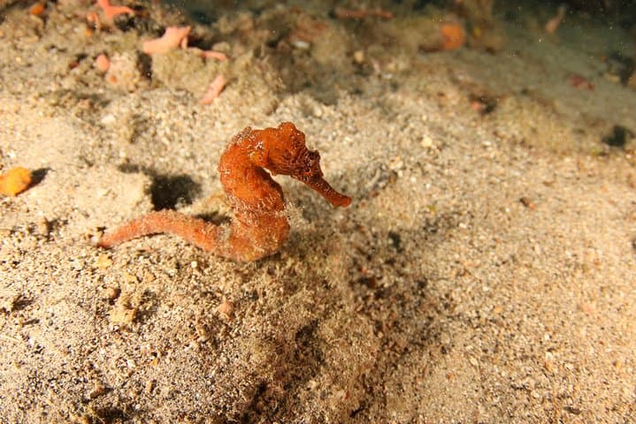 Curacao Guided Shore Dive: Two-Tank Reef, Drop-Off and Wreck Exploration with Scubaçao photo 2