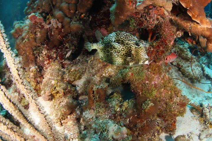 Curacao Guided Shore Dive: Two-Tank Reef, Drop-Off and Wreck Exploration with Scubaçao photo 4