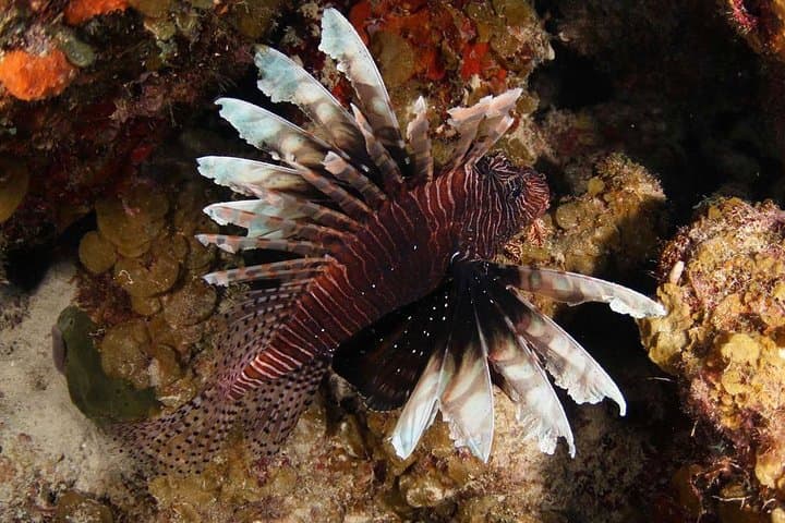 Guided Shore Dive in Curaçao — One-Tank Shore Dive for Certified Divers photo 3