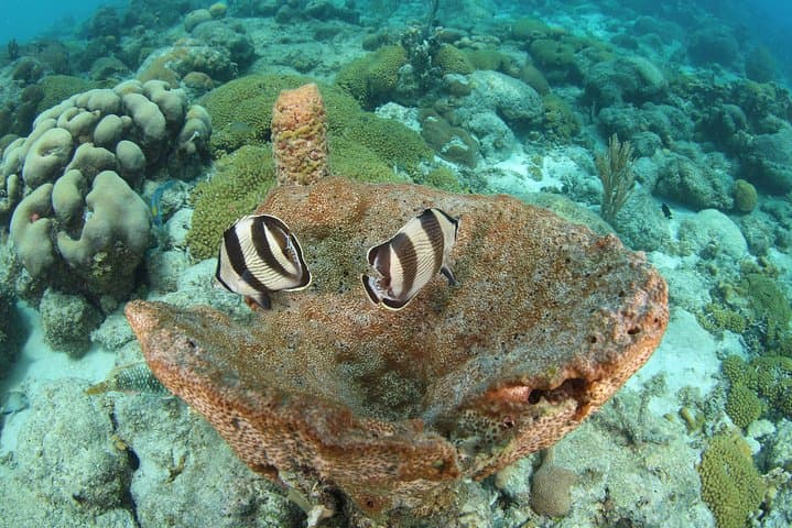 Guided Shore Dive in Curaçao — One-Tank Shore Dive for Certified Divers photo 4